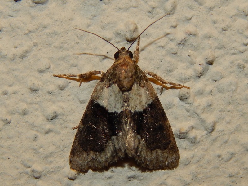 Cryphia algae - Noctuidae